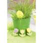 Preview: Tulpe 5 cm